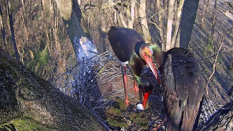 Megjelent az első tojás a gemenci fekete gólya fészkében