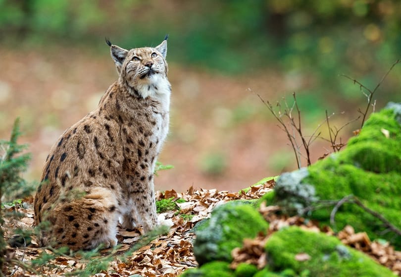 Petíciót indított a védett Csarna-völgyben épülő kisvasút ellen a WWF
