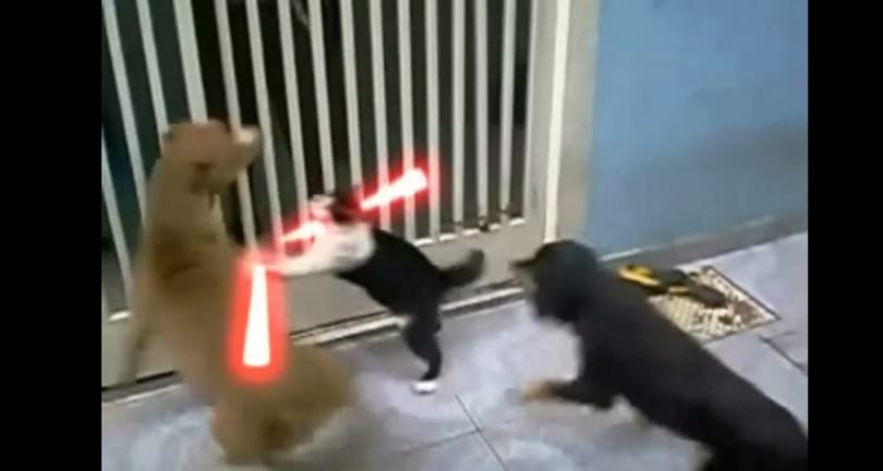 A nap videója: Star Wars – The Cat Unleashed