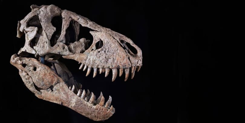 Kalapács alá kerül Maximus Rex, 6 milliárd forintos árcédula kerülhet a 91 kilós Tyrannosaurus rex-koponyára