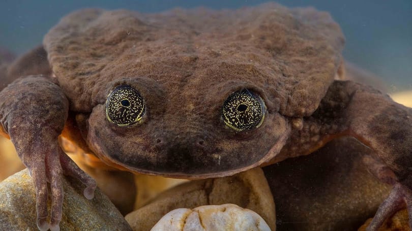 Az igazi happy end: 10 év után társat talált magának Rómeó, a világ legmagányosabb békája