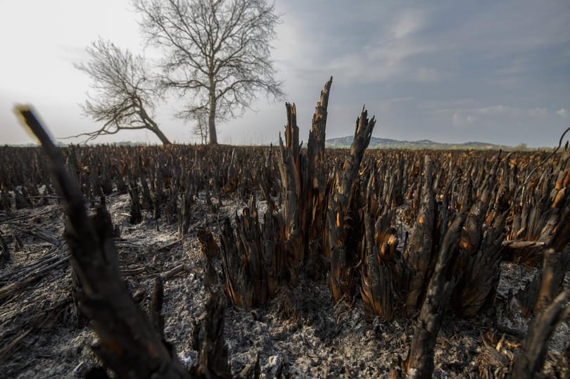 Négy év alatt megduplázódott a kiirtott nádasok területe a Balatonnál
