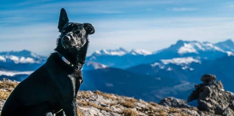 Dunába dobta a vadász a lelőtt francia kutyát