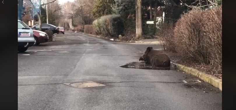 Kátyúban dagonyázó vaddisznót videóztak le Debrecenben