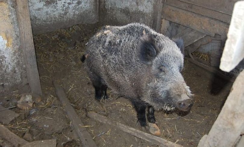 Elemlámpával ijesztik el a disznókat Miskolcon