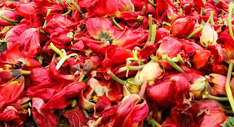 Tulipánfesték és hangszigetelő farmer: bármilyen hulladékot újra lehet hasznosítani