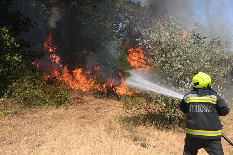 Már száz tűzoltó küzd az erdőtűzzel Kiskunhalasnál, további erősítés is jön