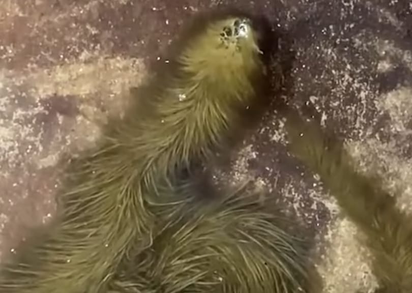 Szőrös kígyót találtak Thaiföldön, lehet, hogy egy teljesen új fajhoz tartozik – videó