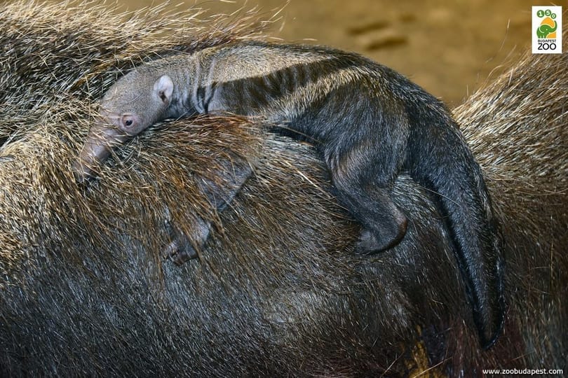 Látott már ilyen cuki bébihangyászt, mint ami most Budapesten született?