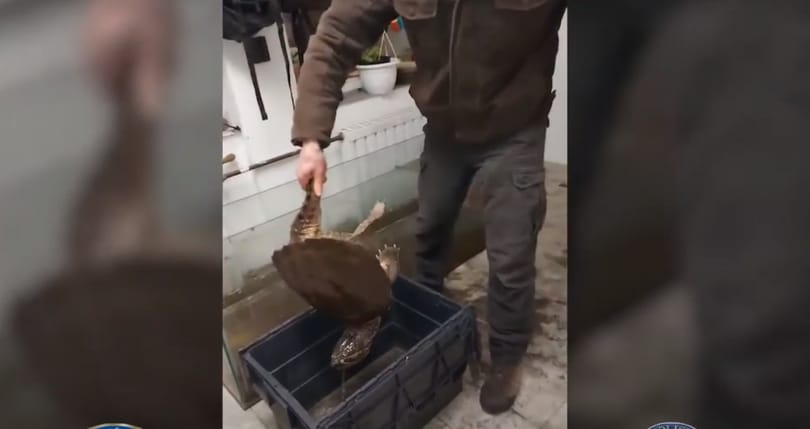 Aligátorteknőst és krokodilt találtak egy dunaharaszti család házában