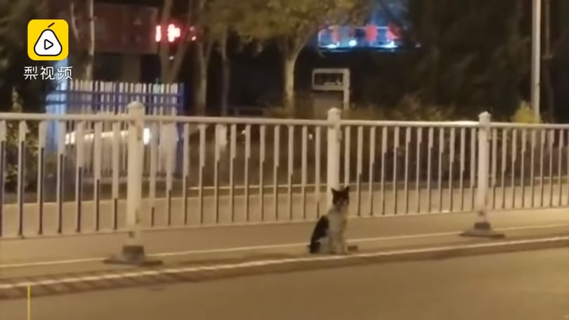 80 napja nem mozdul az út széléről egy kutya, amelyik halott gazdáját várja – videó