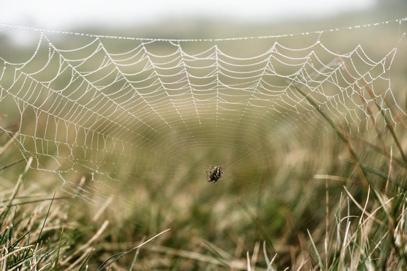 Egy pókkal akart végezni, erdőtűz lett belőle