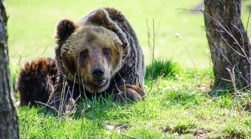 Mégsem volt jó ötlet mézzel etetni a medvéket Veresegyházon, megszűnik a lehetőség