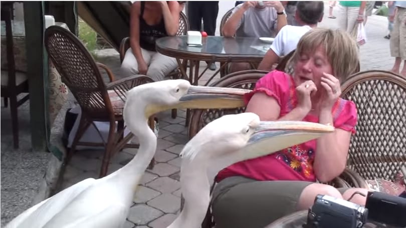 Ételt követelő pelikánok: a fél világ ezen a turistán nevethet – videó