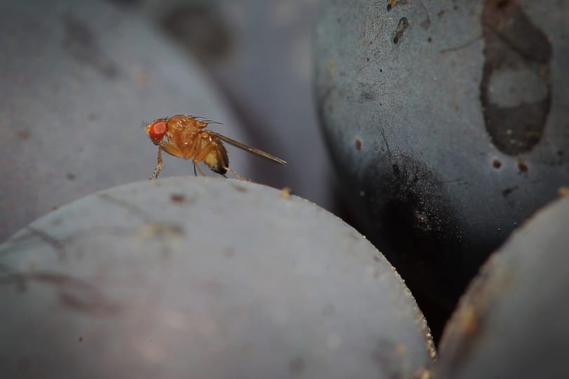Mit köszönhet az emberiség a muslincáknak?