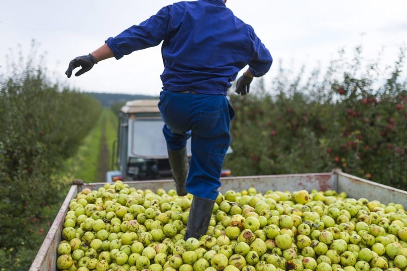 Egy pittyentés online, és máris tettre kész az idénymunkás
