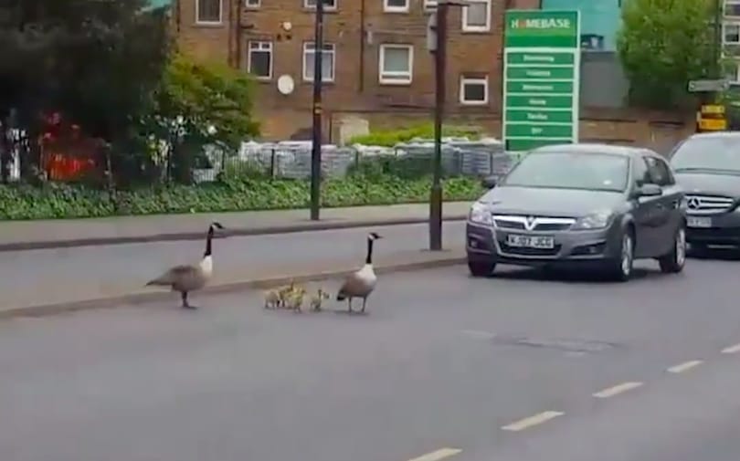 Így kell megtanítani a gyerekeket, hogyan keljenek át az úttesten – videó