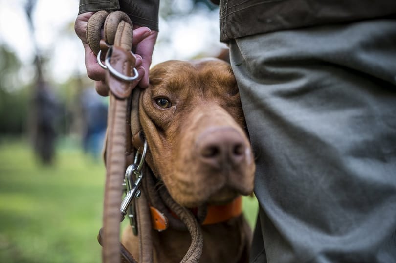 Megfejtették a magyar vizsla minden titkát genetikusok