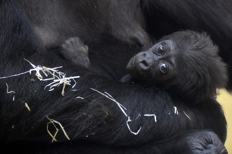 Gorillanappal is várja a Föld fesztivál látogatóit a budapesti állatkert 