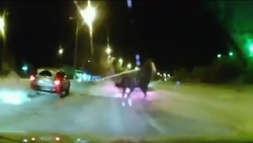 Mit keres egy megvadult ló az éjszakai, városi forgalomban? - videó