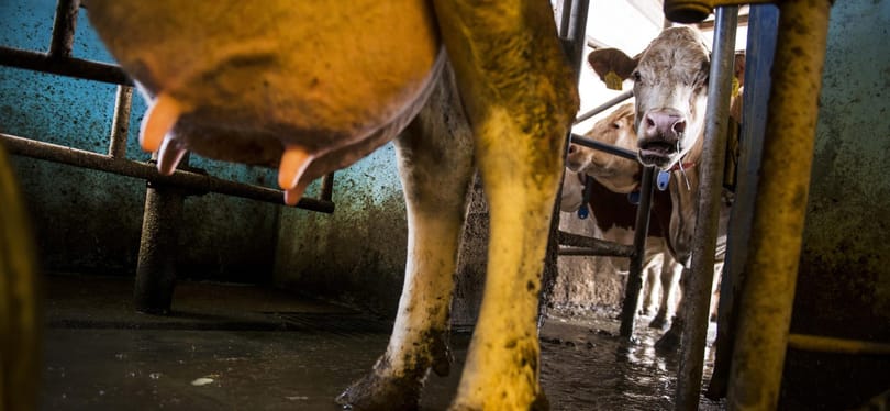 Aszály után aflatoxin: szennyezett tej miatt ellenőriz a Nébih, komoly gondban a gazdák