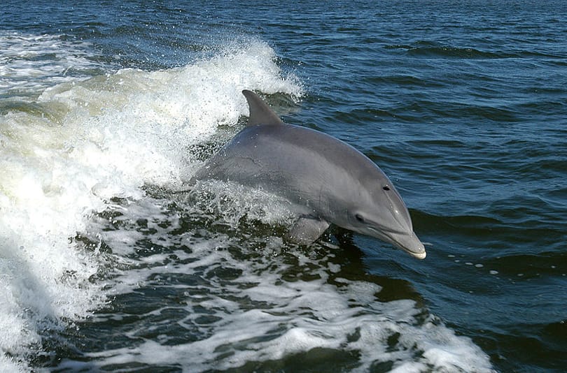 A delfinek is megsínylik a szülés előtti heteket
