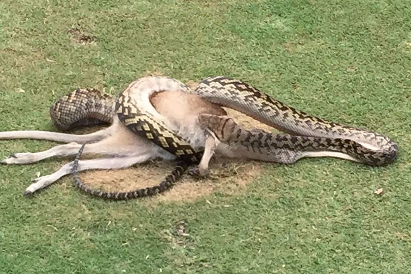 Piton falt fel egy törpekengurut a döbbent golfozók szeme láttára - fotók