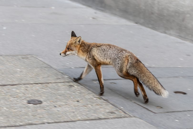 A háború miatt a veszett ukrajnai rókák is gondot okozhatnak Magyarországon