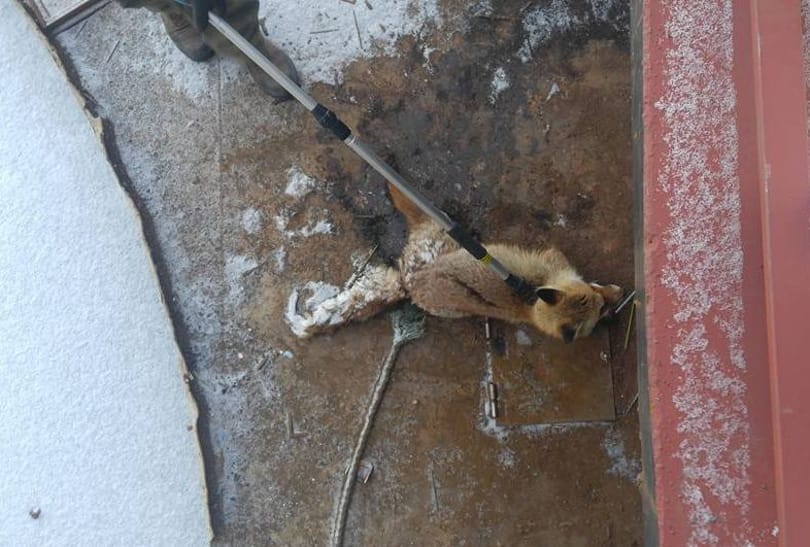 Odafagyott egy róka farka a népszigeti stéghez