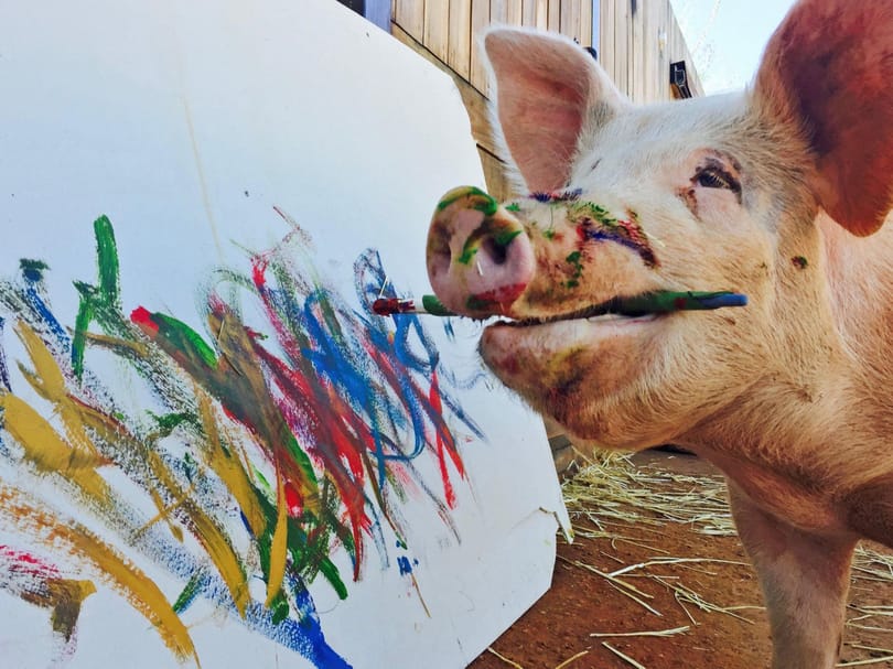 Meglepően jól fest Pigcasso, a tehetséges sertés