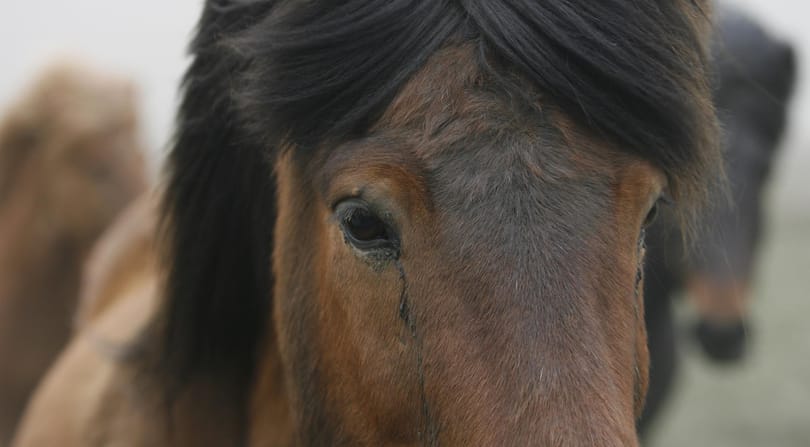 Ne féljen a pókoktól, a lovak többször ölnek
