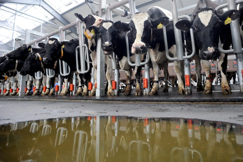 Tehenek előtt adott szerenádot egy férfi, és valami nagyon meglepő dolog történt