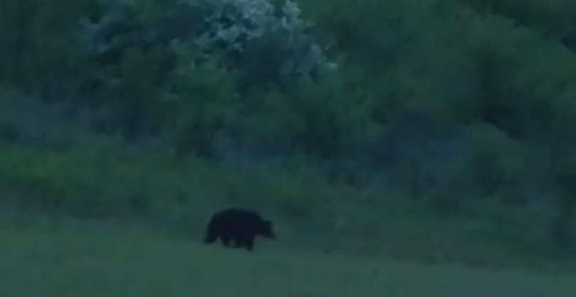 Videó is van már a Szlovákiából átjött szerelmes medvéről