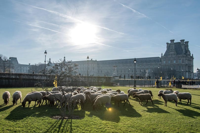 Idilli fotók: Birkanyáj legelészik a párizsi Louvre mellett