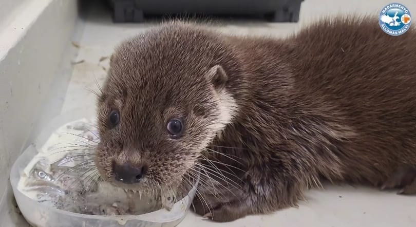 Videóra vették, ahogy egy elkóborolt vidrakölyök jóízűen falatozik a megtalálása után