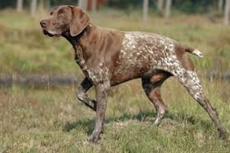 Bibó, a német vizsla