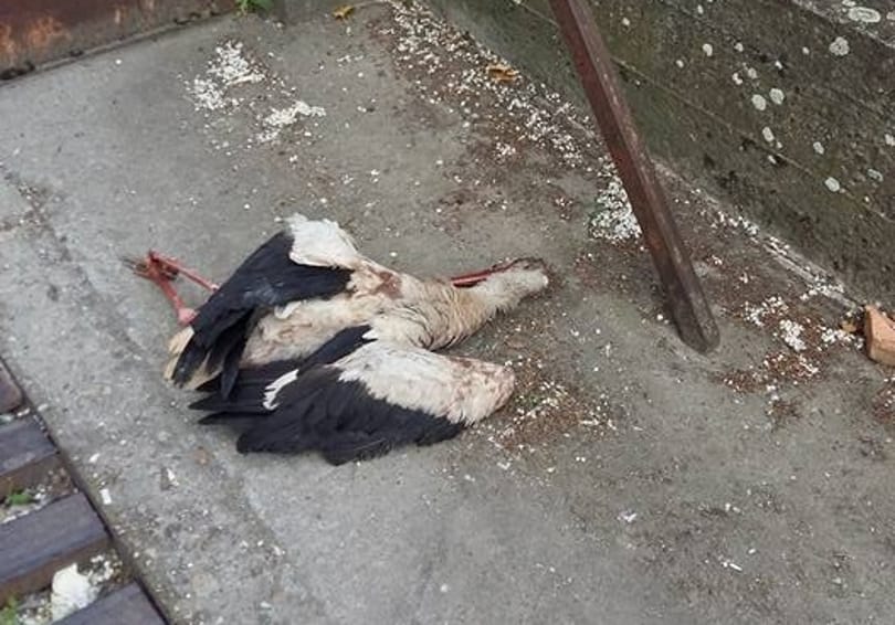 Újabb részletek derültek ki az iskolánál kivégzett gólyáról