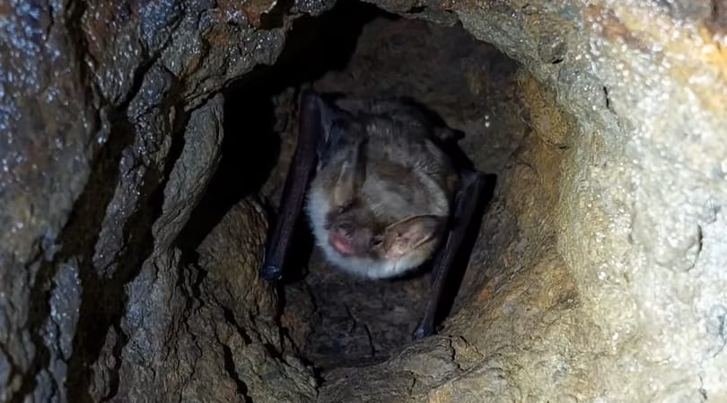 Telelés közben vettek videóra egy denevért a Királyréten