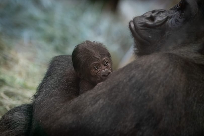 Hímnek hitt gorilla szült kölyköt egy amerikai állatkertben