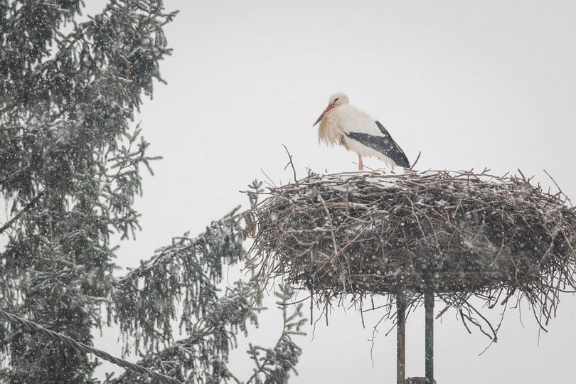 A vártnál korábban érkezett az első gólya