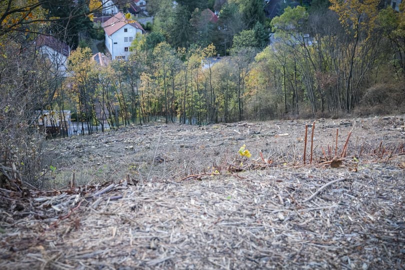 Tarra vágtak egy nagyobb területet a II. kerületben, feljelentést tesz az önkormányzat