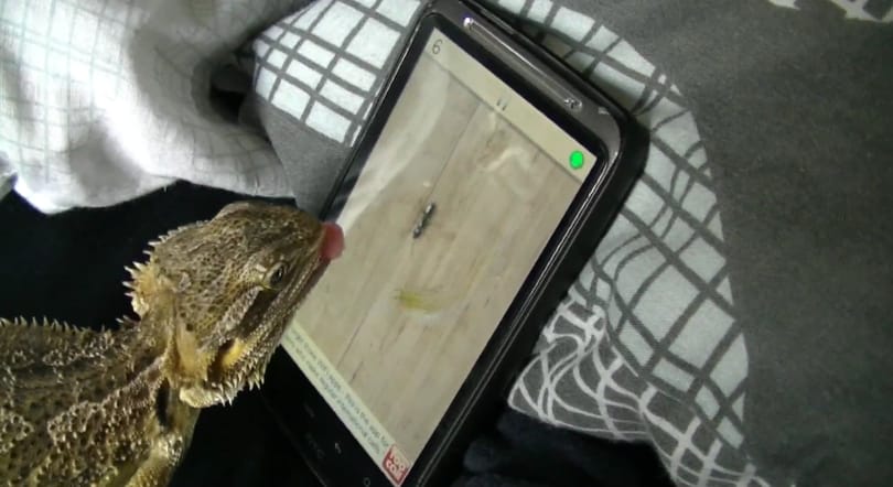 Játékos állatok: virtuális hangyát eszik egy 