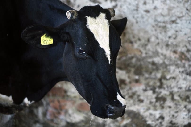 Sárbogárd környékén 20 tehén grasszálhat az utak mentén