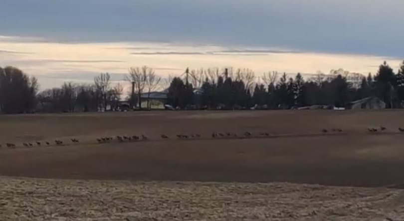 Hatalmas szarvasvonulás volt Tolnában - Videó