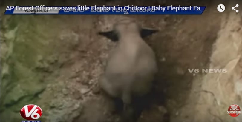 Videó: végül csak sikerült kimásznia a kiselefántnak szorult helyzetéből