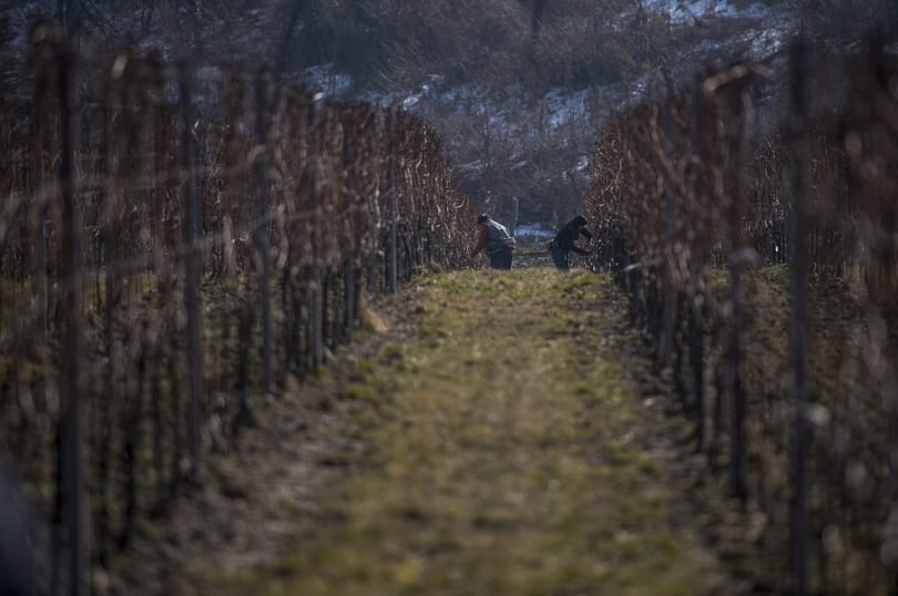 Botlott vagy bukik a Sauska borászat?