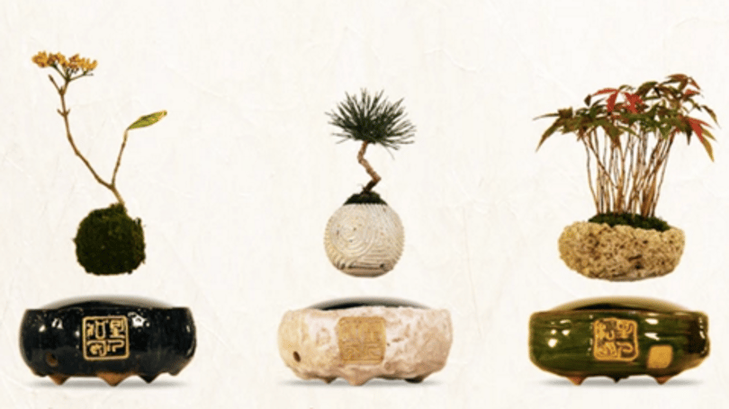 Feldobná a lakását? Rendeljen lebegő bonsai fákat