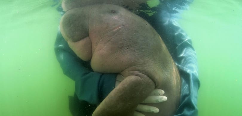 A műanyagokba halt bele Mariam, a tavasszal megmentett dugong