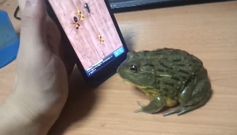 Játékos állatok 2: veszélyes lehet, ha házi kedvencünk játszik az okostelefonon! [videó]
