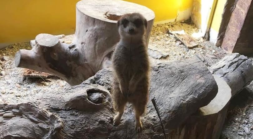 Egy kengurut a süti mellé? – Támadják az állatokat simogatásra felszolgáló kávézót